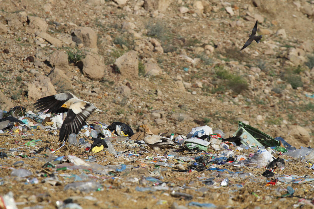 Capovaccai in una discarica